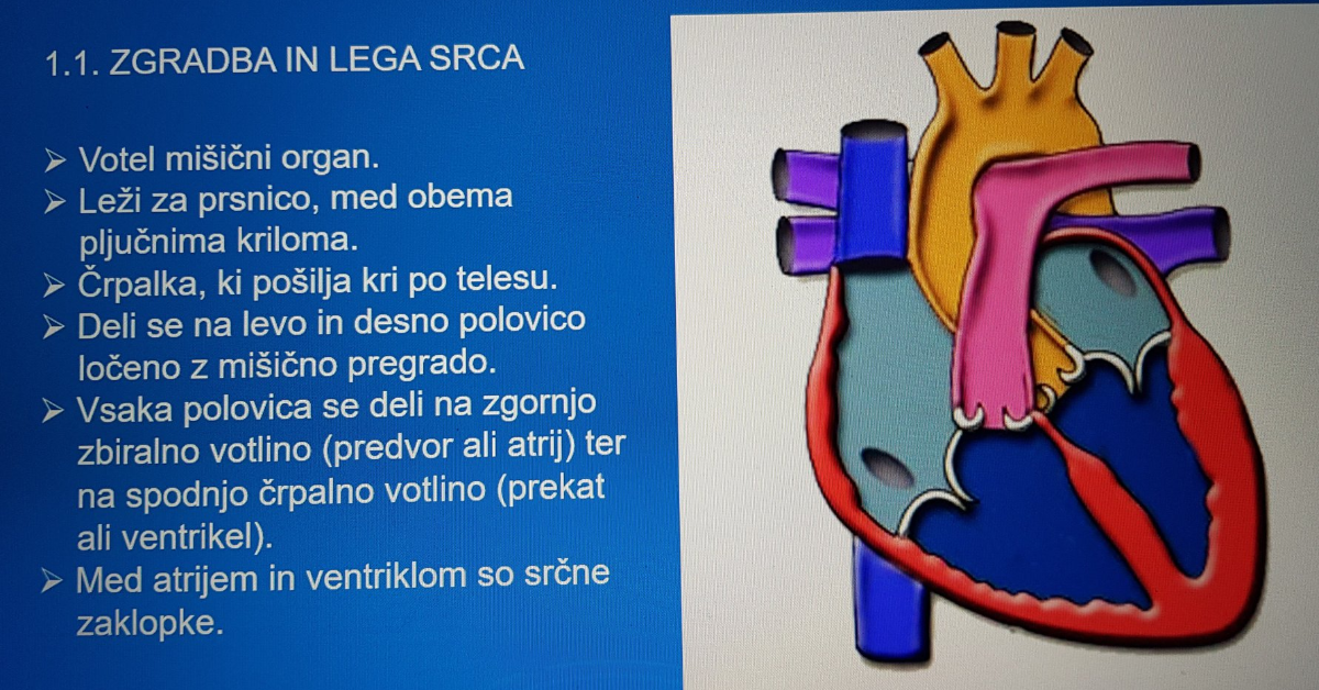 Spoznavanje človeškega telesa - SRCE